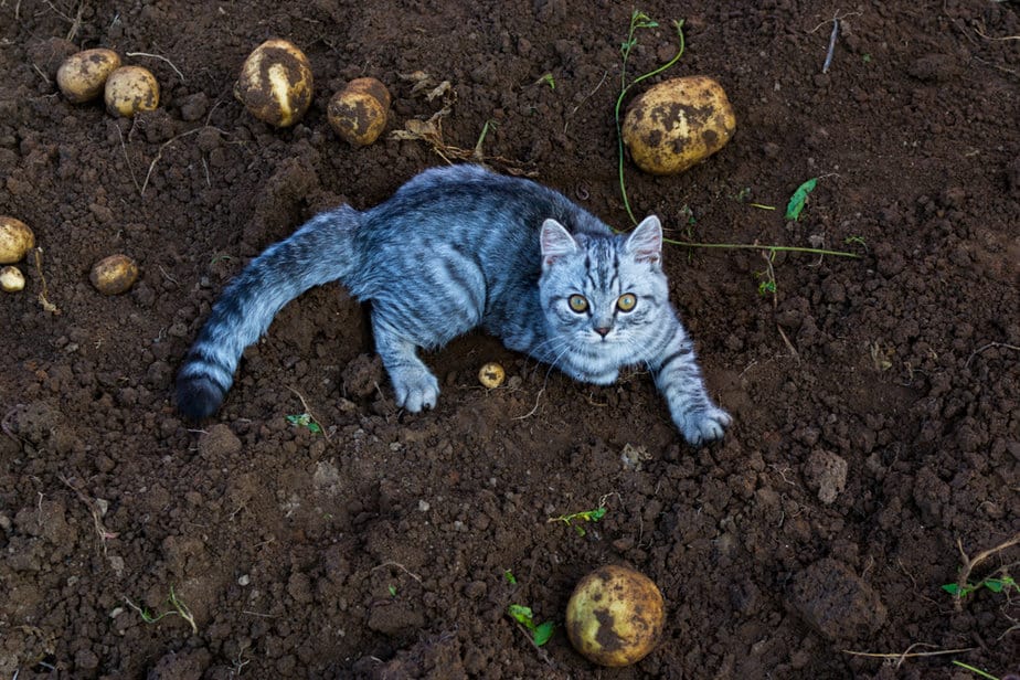 Can Cats Eat Sweet Potatoes Is This Food Allowed