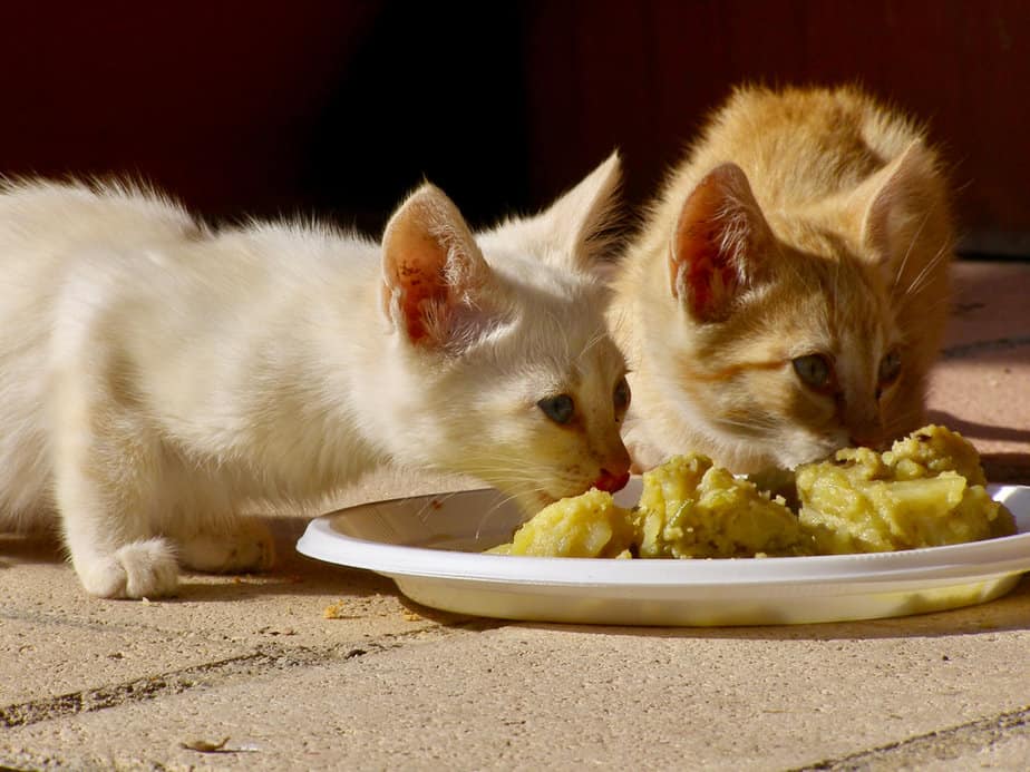 Kediler Tatlı Patates Yiyebilir mi Bu Yiyeceğe İzin Veriliyor mu