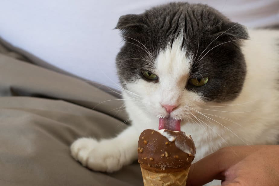 Kediler Vanilyalı Dondurma Yiyebilir mi? Kepçenin İçinde Ne Var?