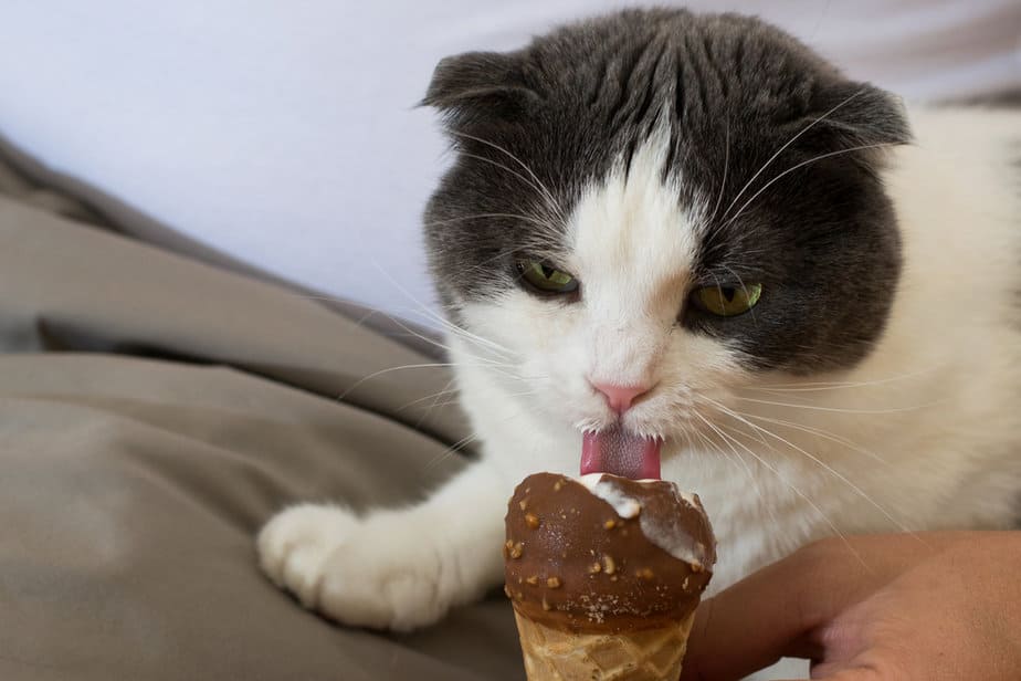 Cat vanilla outlet ice cream