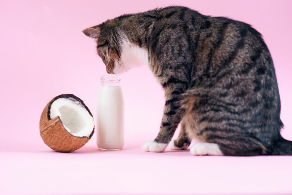 Is Coconut Milk Okay For Cats Reference: Can Cats Have Coconut Milk Are They Nuts About This