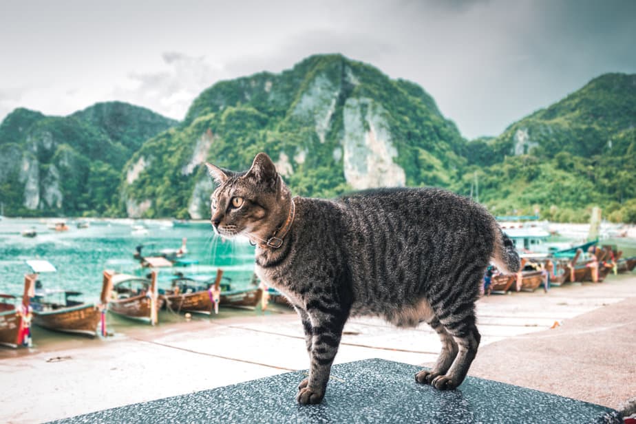 Can Cats Have Coconut Milk? Are They Nuts About This Drink?