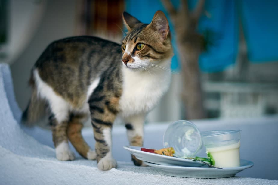 Kediler Hindistan Cevizi Sütü İçebilir mi? Bu İçecek İçin Deliriyorlar mı?