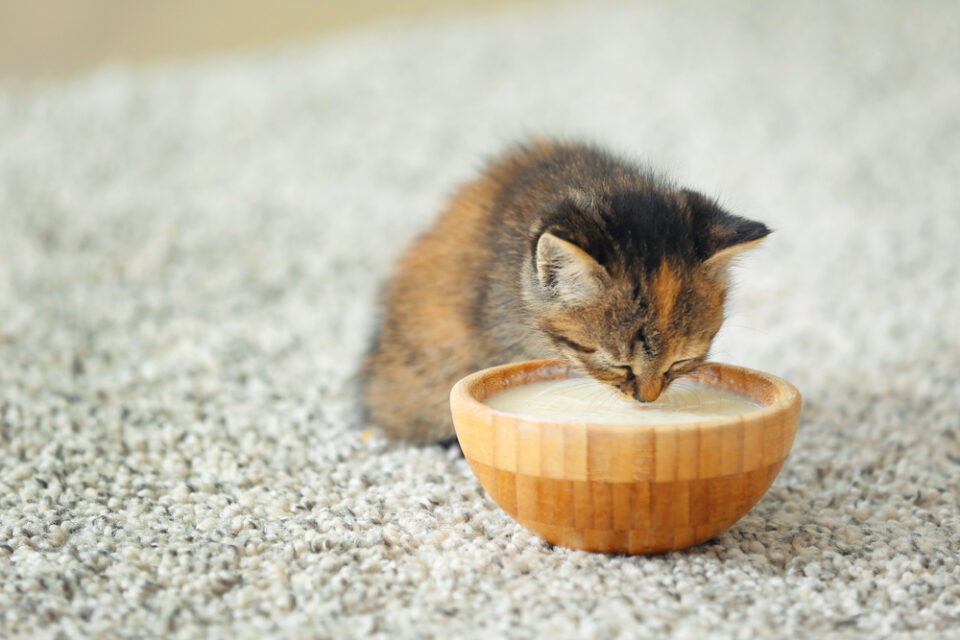 Can Cats Drink Coconut Milk? Vet-Approved Safety Guide for 2026