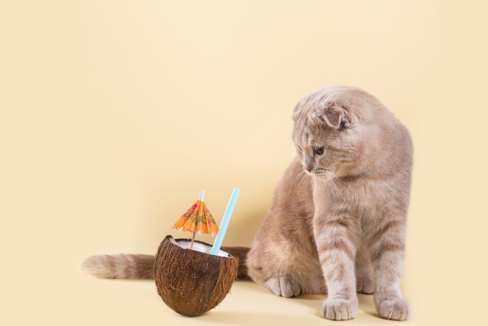 Curated visual reference: Picture Idea: Can Cats Have Coconut Milk Are They Nuts About This
