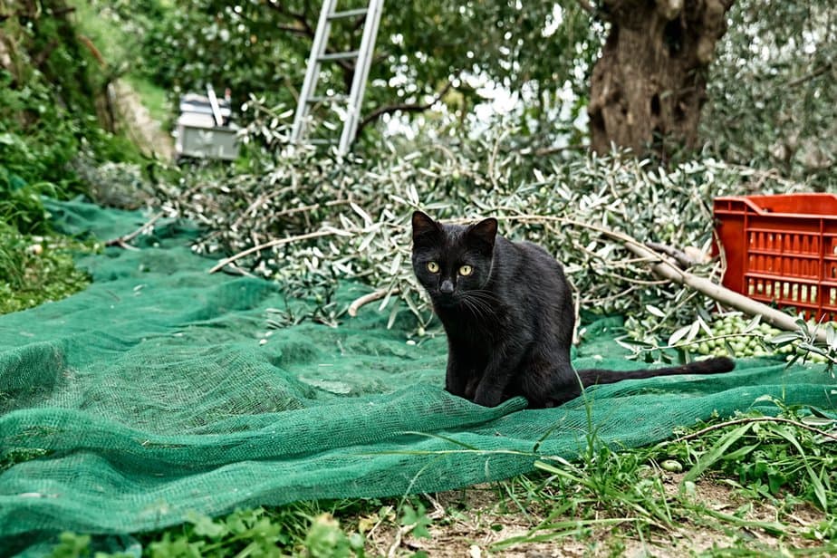 Can Cats Have Olive Oil? Is It "Oil" They Need?