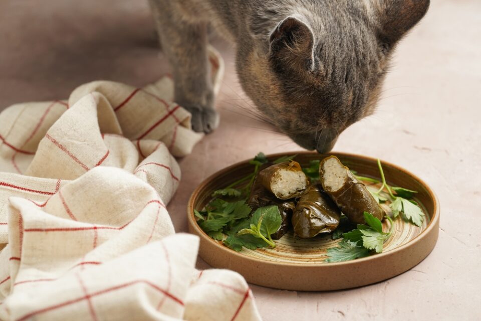 Can Cats Have Olive Oil? Is It "Oil" They Need?