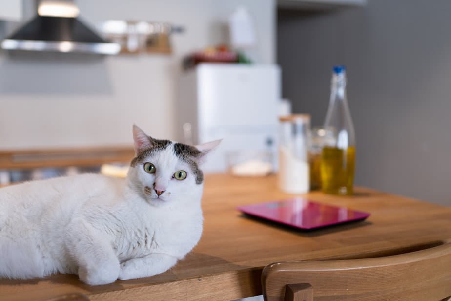 Can Cats Have Olive Oil? Is It "Oil" They Need?