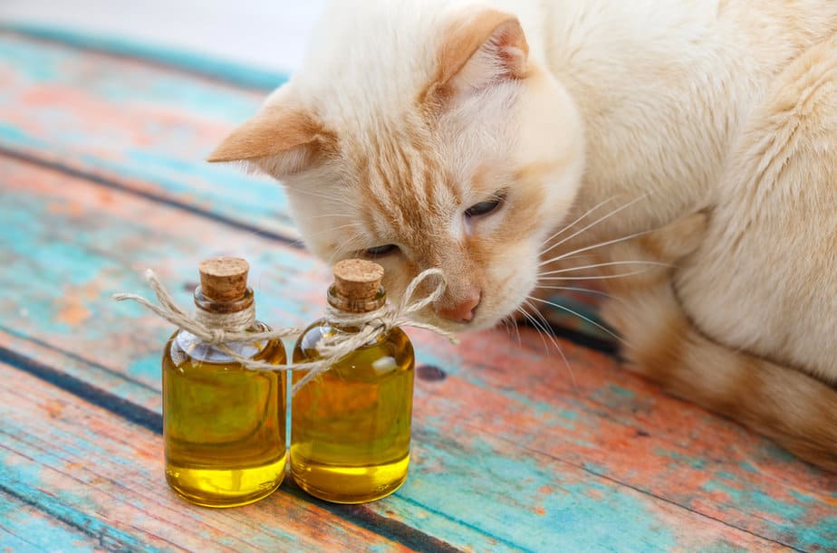 Can Cats Have Olive Oil? Is It "Oil" They Need?