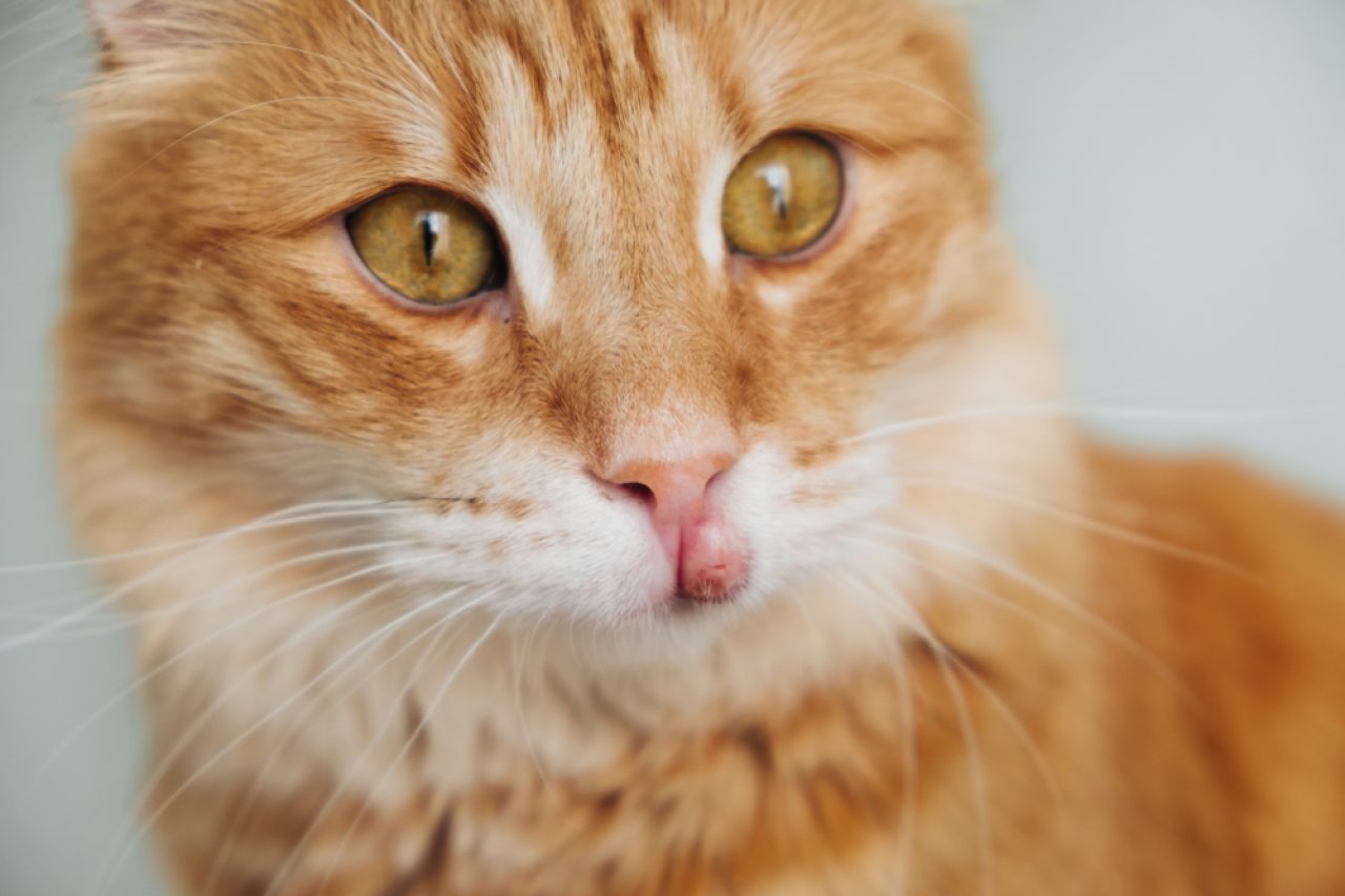 Kedinizin Dudağı Şişmiş mi? Bunun Olmasının 9 Nedeni