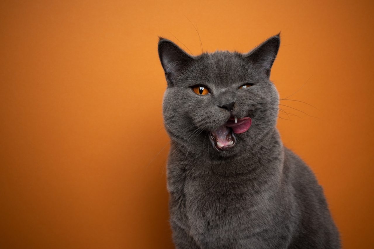 Does Your Cat Have A Swollen Lip? 9 Reasons Why It Happens