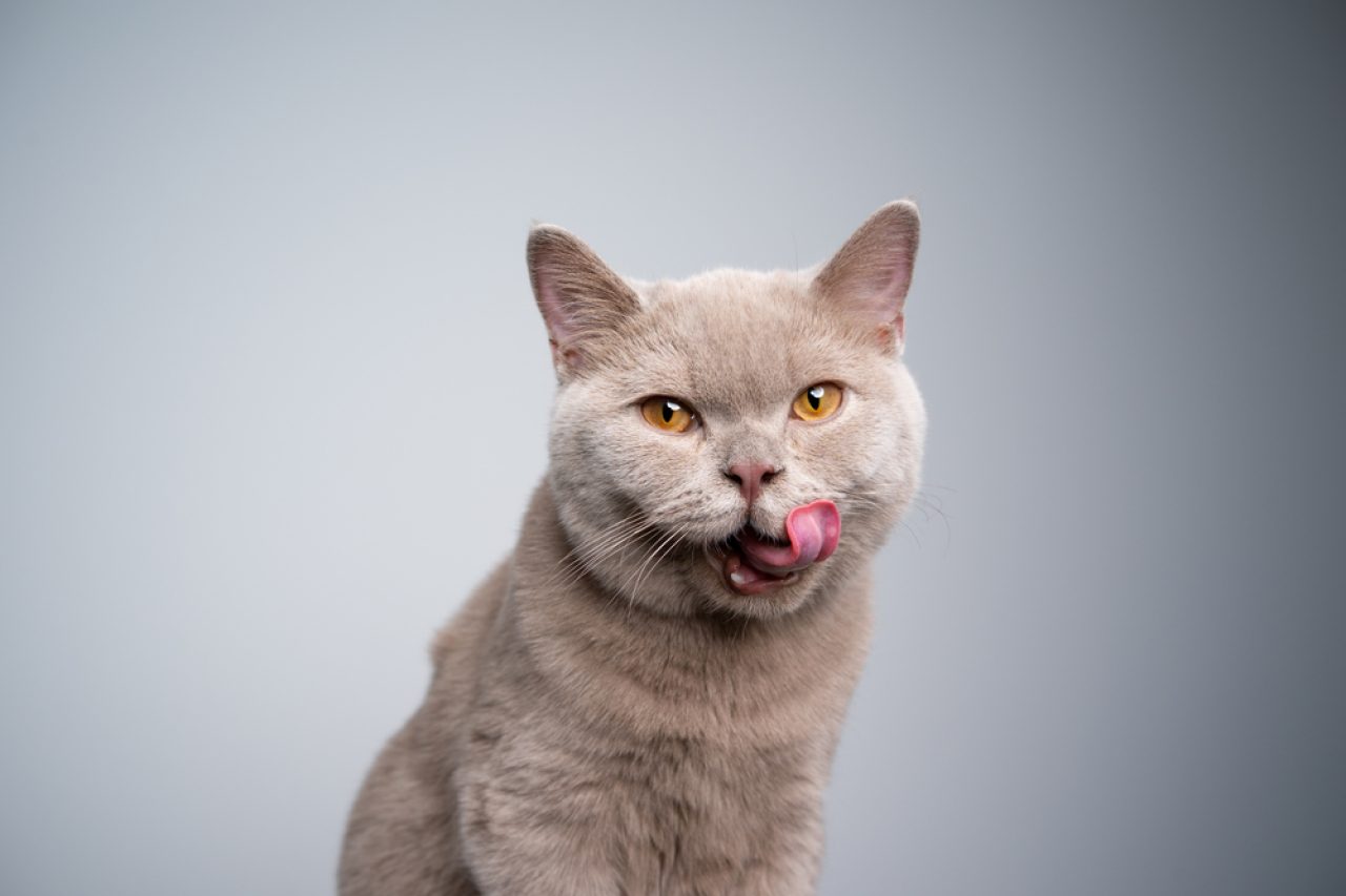 Kedinizin Dudağı Şişmiş mi? Bunun Olmasının 9 Nedeni