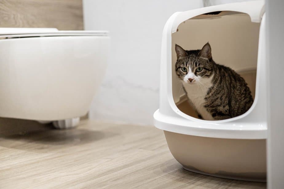 How Long Can A Cat Go Without Using The Bathroom?