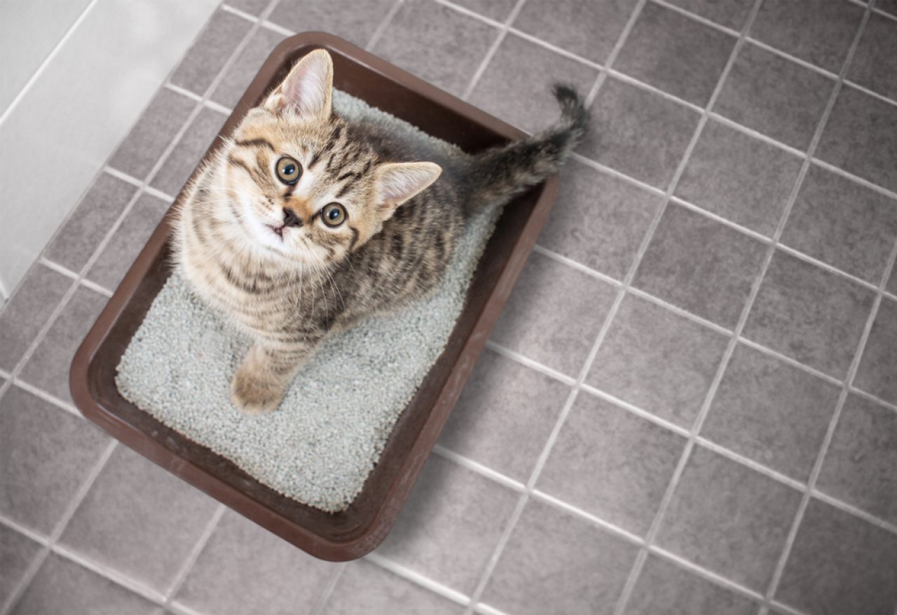 How Long Can A Cat Go Without Using The Bathroom?