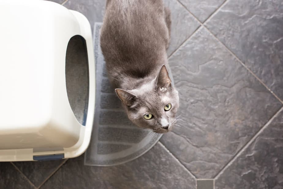 How Long Can A Cat Go Without Using The Bathroom?