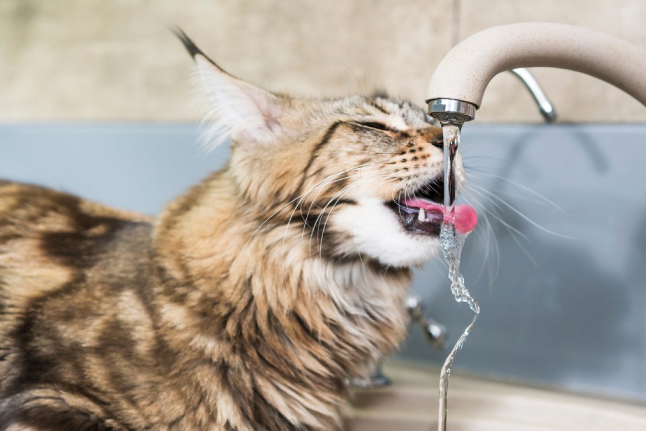 How Long Can A Cat Go Without Using The Bathroom?