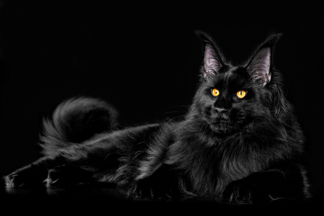 The Astonishing Black Maine Coon Cat - How Rare Is It