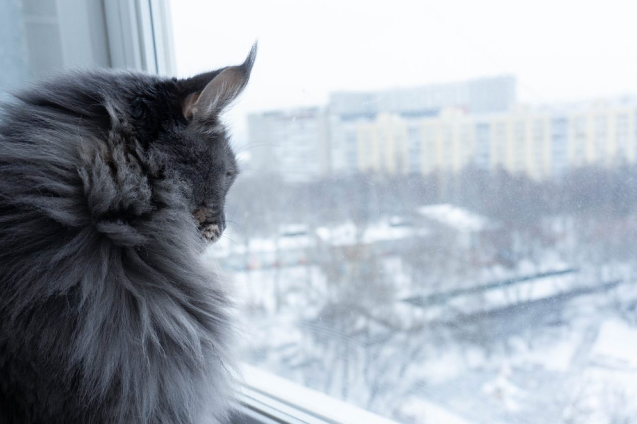 The Astonishing Black Maine Coon Cat - How Rare Is It