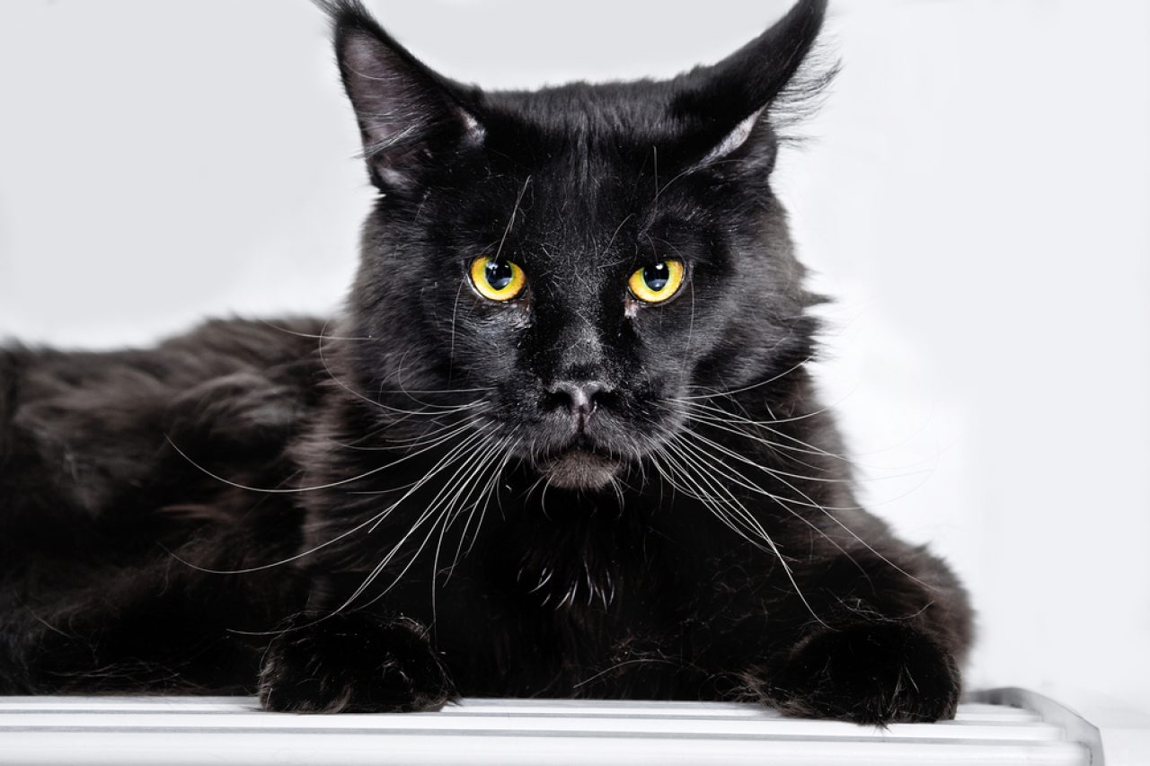Şaşırtıcı Siyah Maine Coon Kedisi - Ne Kadar Nadirdir