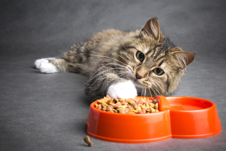 Why Do Cats Shake Their Heads When They Eat? Shake It Off Or?