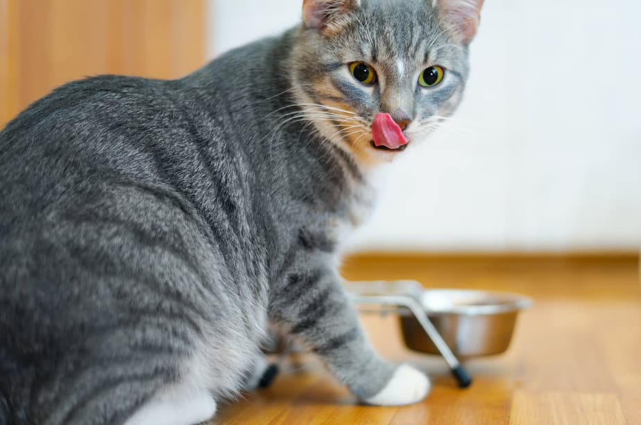 Why Do Cats Shake Their Heads When They Eat? Shake It Off Or?