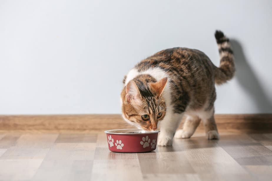 Why Do Cats Shake Their Heads When They Eat? Shake It Off Or?