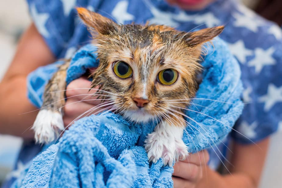 Why Do Cats Shake Their Paws? Question Answered!