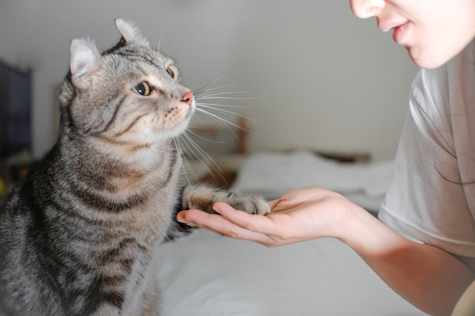Why Do Cats Shake Their Paws? Question Answered!