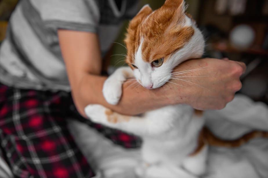 why-does-my-cat-bite-me-in-the-morning-what-does-she-want