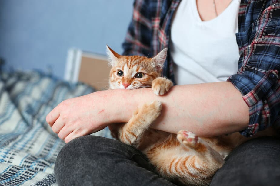 Why Does My Cat Bite My Nose? 12 Possible Explanations