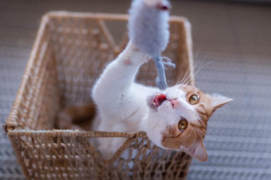 Why Does My Cat Bite My Nose? 12 Possible Explanations