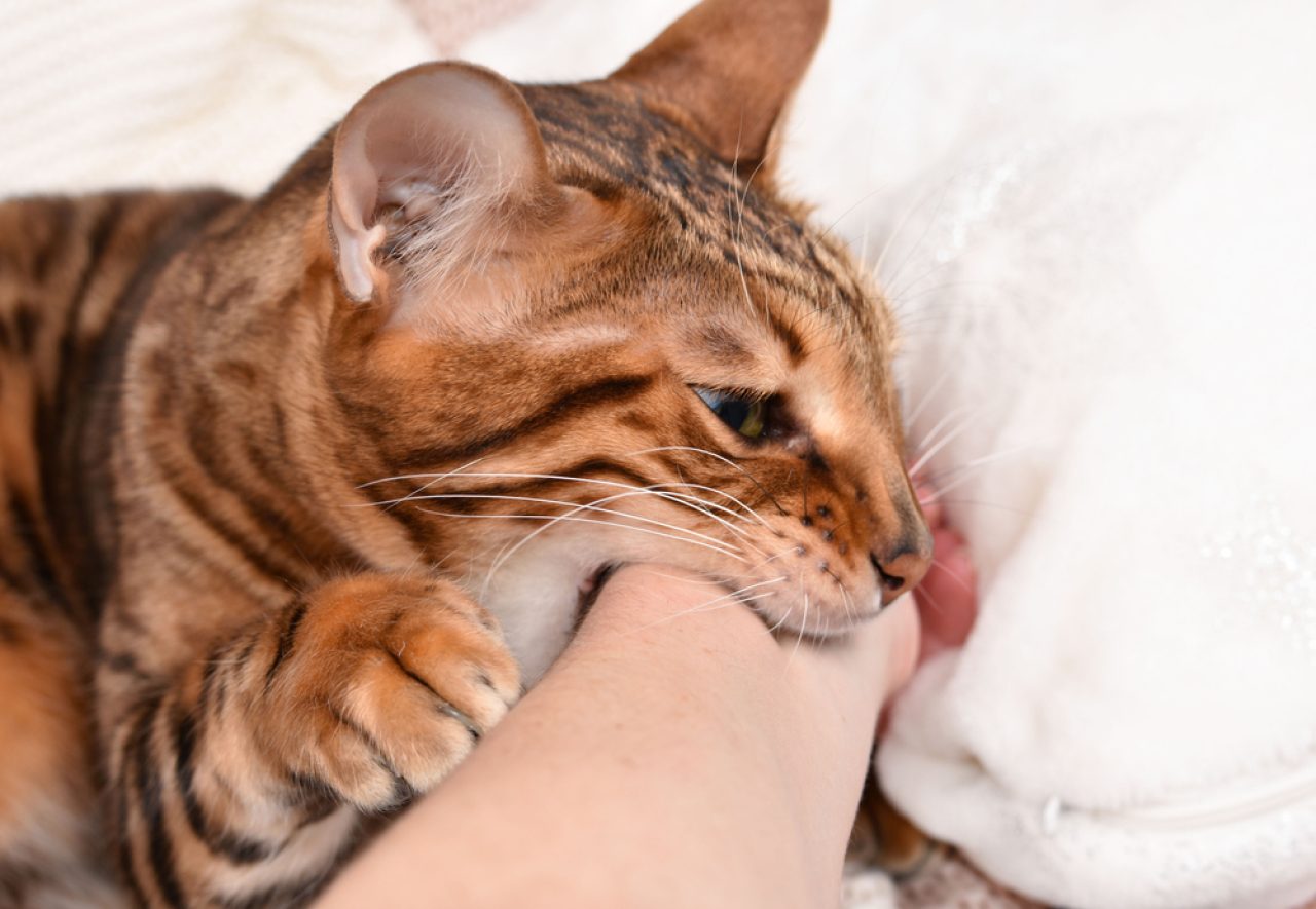 Why Does My Cat Lick Me Then Bite Me? Truth Revealed!