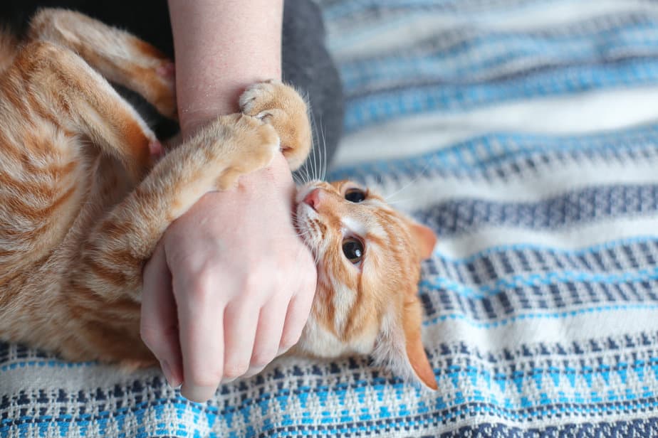 Why Does My Cat Lick Me Then Bite Me? Truth Revealed!