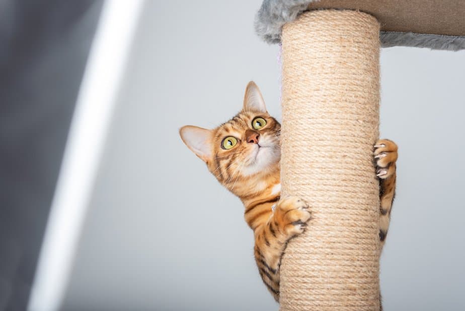 Why Does My Cat Stare At The Ceiling? What Does She See?