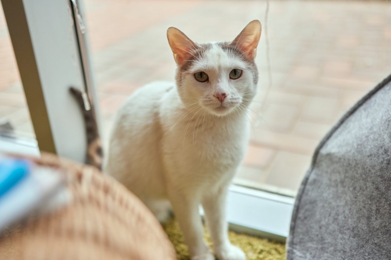 I'm Confused: Why Does My Cat Wait Outside My Bedroom Door?