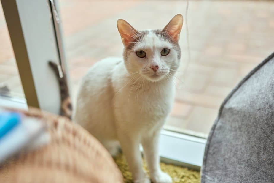 Why Does My Cat Wait Outside My Bedroom Door