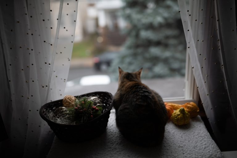 I'm Confused Why Does My Cat Wait Outside My Bedroom Door?