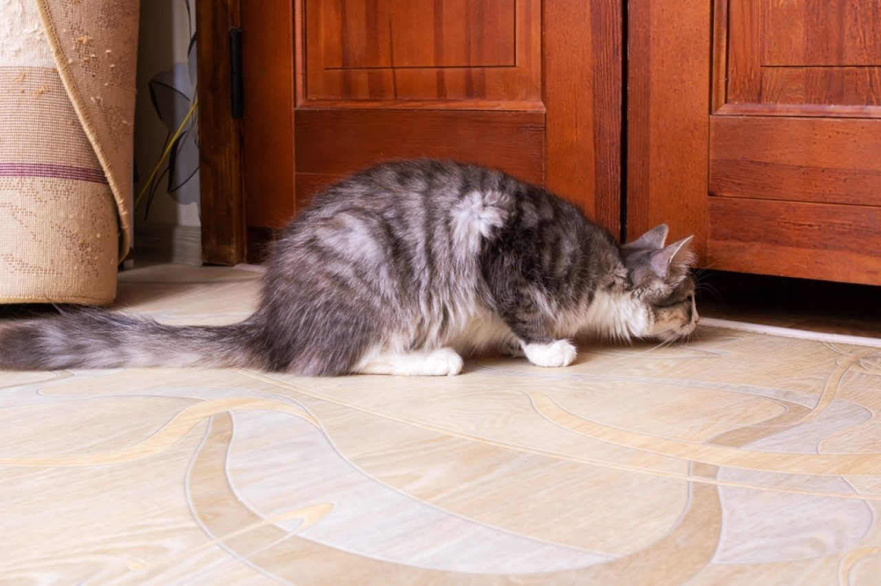 I'm Confused: Why Does My Cat Wait Outside My Bedroom Door?