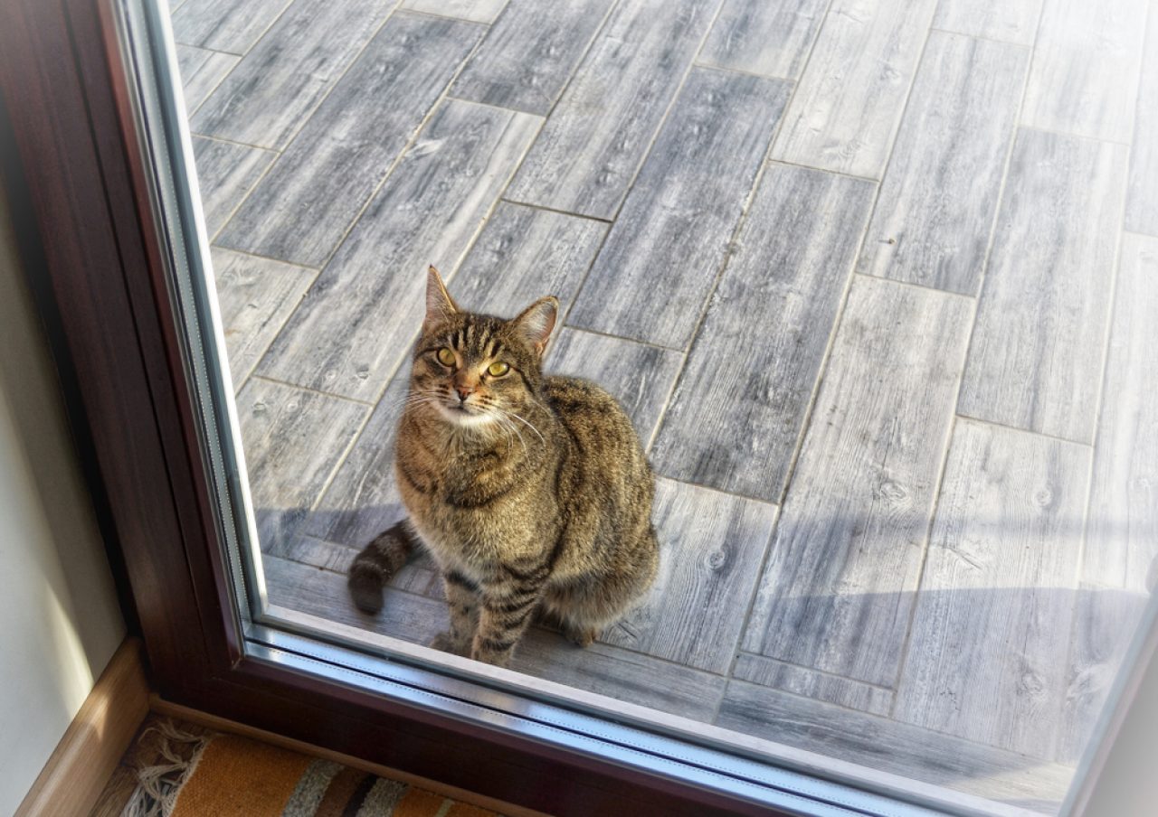 I'm Confused: Why Does My Cat Wait Outside My Bedroom Door?