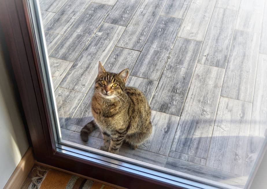 i-m-confused-why-does-my-cat-wait-outside-my-bedroom-door