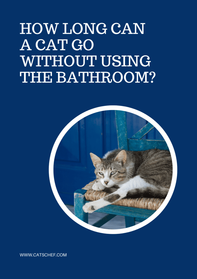 How Long Can A Cat Go Without Using The Bathroom?