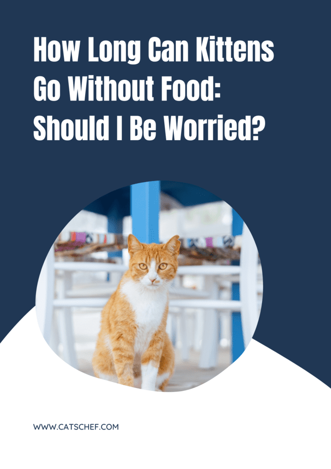 How Long Can Kittens Go Without Food: Should I Be Worried?
