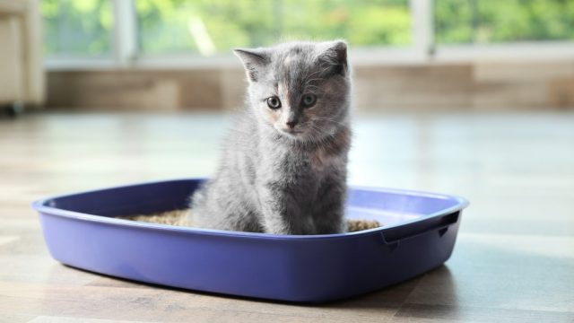 How long can a cat go without using the bathroom