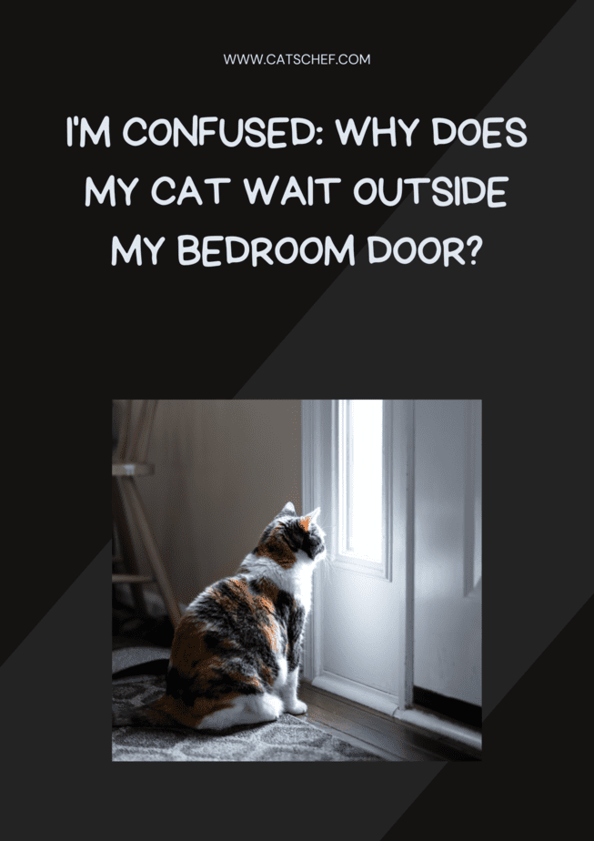 I'm Confused: Why Does My Cat Wait Outside My Bedroom Door?