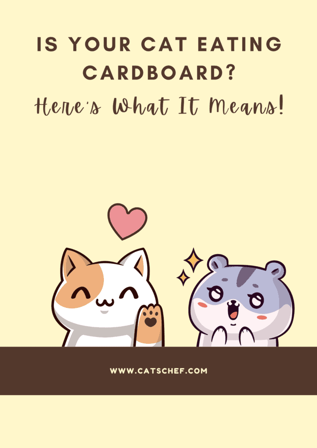 Is Your Cat Eating Cardboard? Here's What It Means!