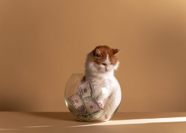 Mischievous Cat Names