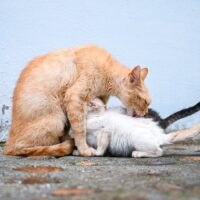 Mother Cat Biting And Kicking Kittens