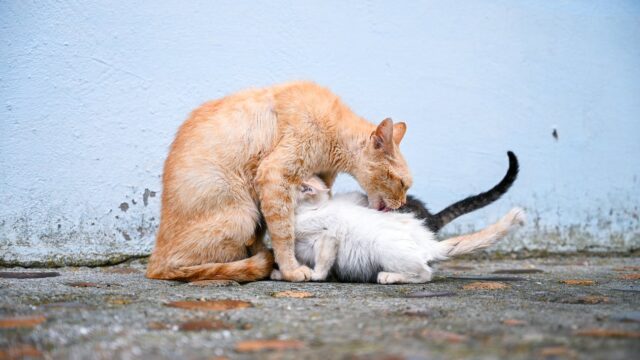 Mother Cat Biting And Kicking Kittens