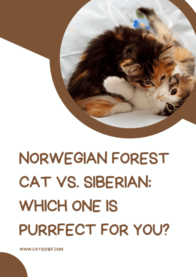 Norwegian Forest Cat Vs. Siberian: Which One Is Purrfect For You?