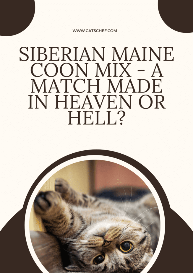 Siberian Maine Coon Mix - A Match Made In Heaven Or Hell?